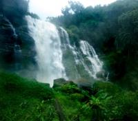 The Rainforest